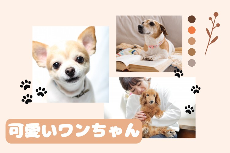 カワイイがいっぱい！ワンダーランド